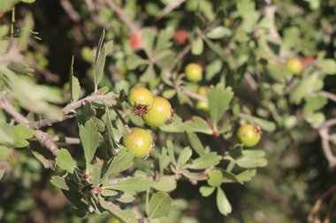 Mediterranean-medlar