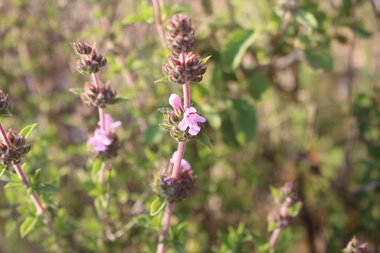 Thyme-leaved savory