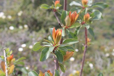 Eastern Strawberry-tree